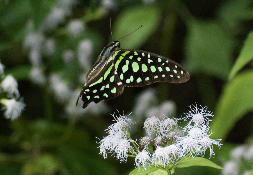 a0126632_20583780.gif
