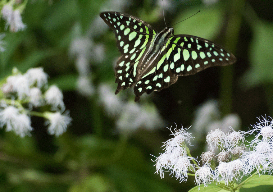 a0126632_20585493.gif