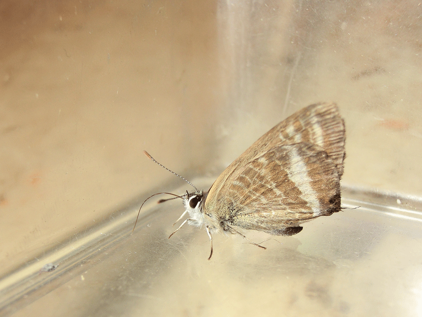 a0126632_21085015.gif