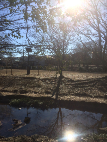 池の水がキレイになったお陰で夏の蚊の発生が減ったそうです。_f0327534_13081610.jpg