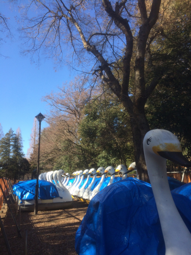 池の水がキレイになったお陰で夏の蚊の発生が減ったそうです。_f0327534_13081805.jpg