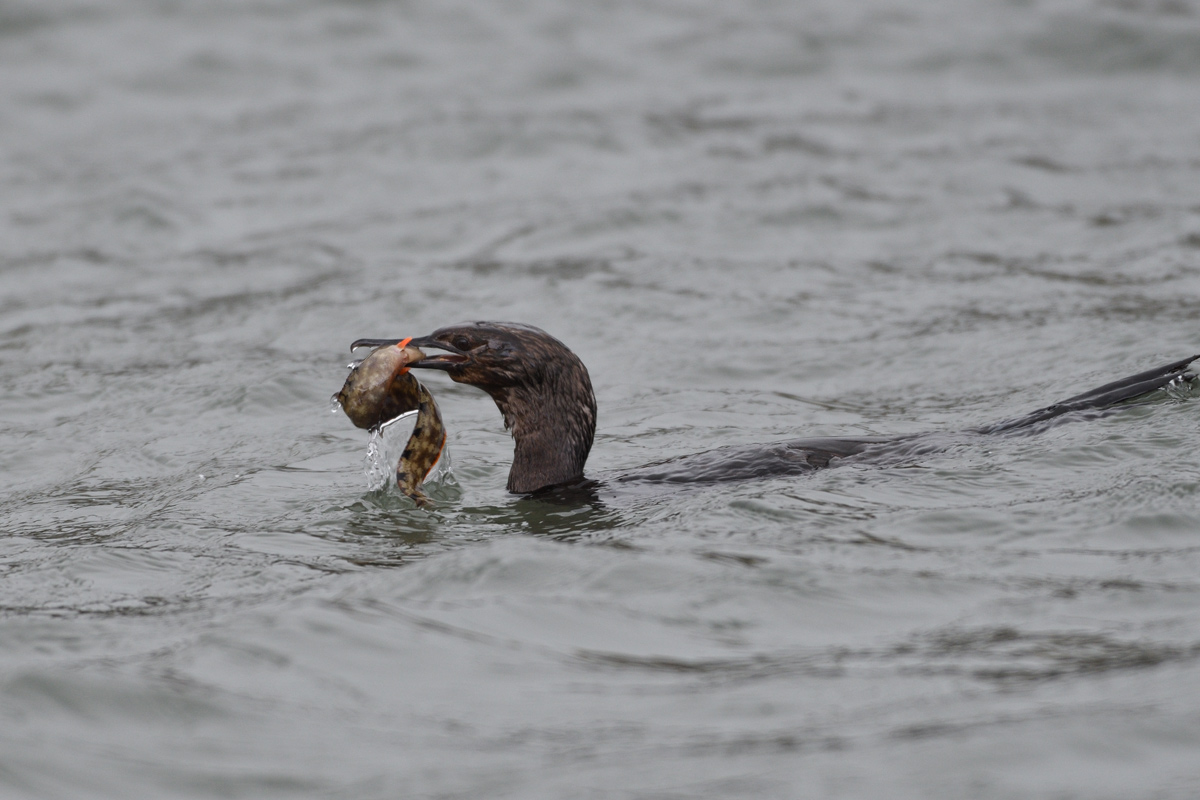 ヒメウの獲物は？_a0039245_22204340.jpg