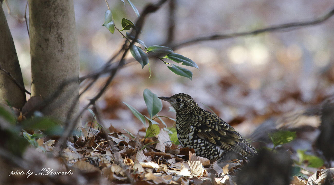 初鳥　初撮り　トラツグミ_c0217255_15410750.jpg