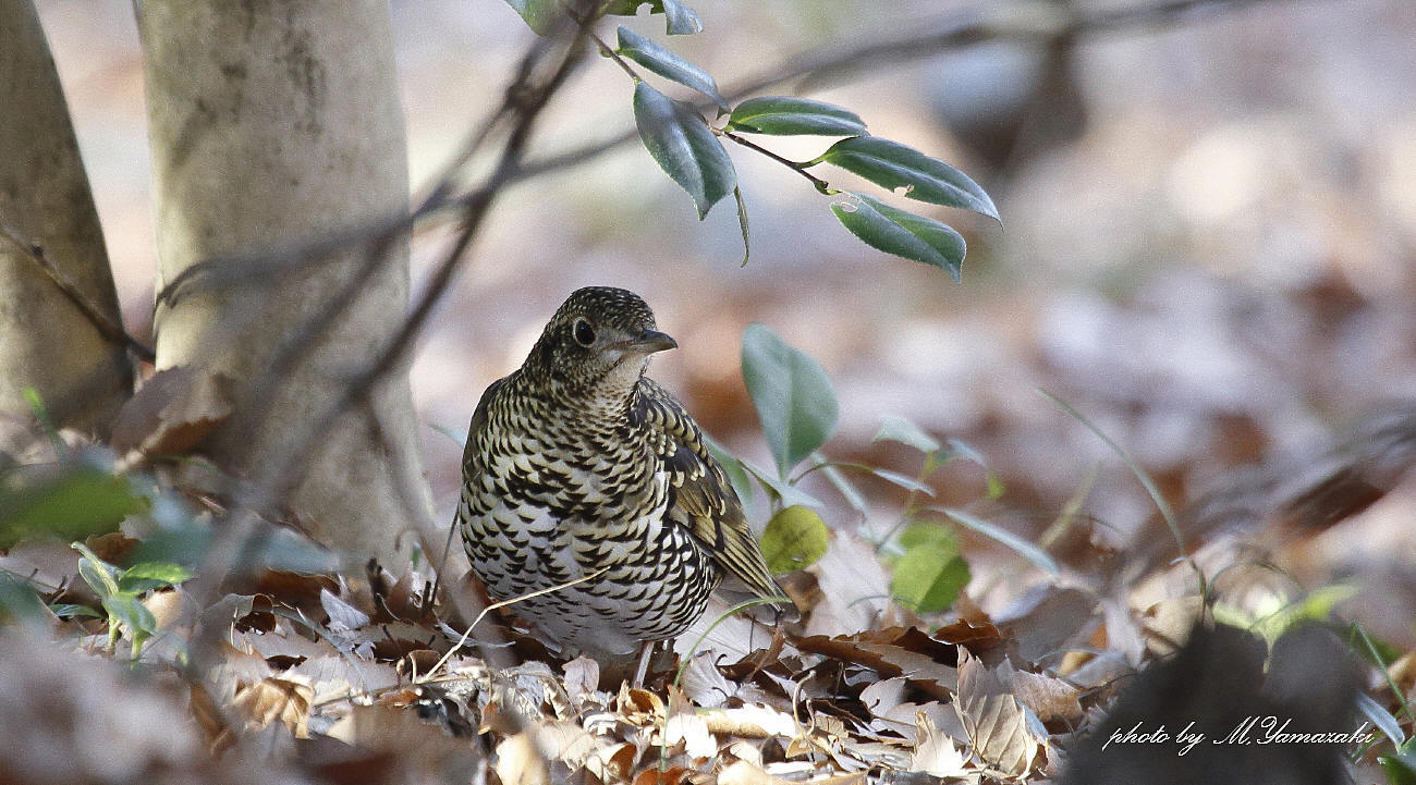 初鳥　初撮り　トラツグミ_c0217255_15411315.jpg