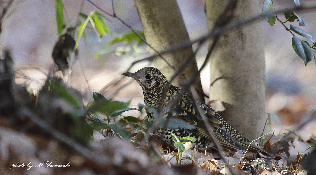 初鳥　初撮り　トラツグミ_c0217255_15411993.jpg