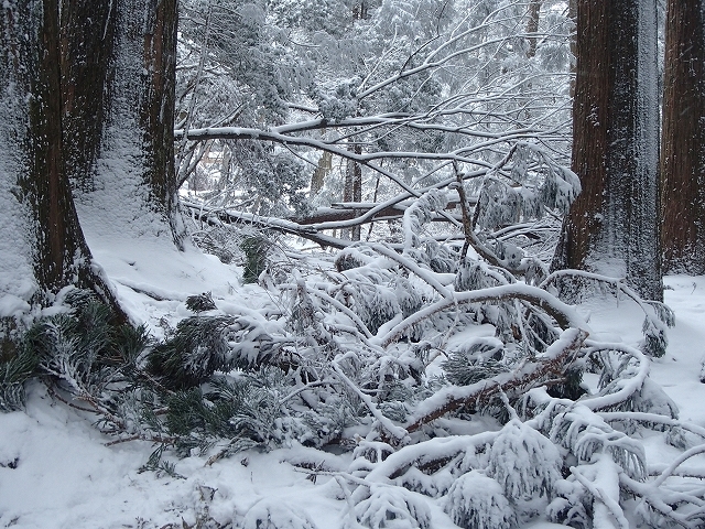 恒例愛宕山初詣登山_b0044663_14485874.jpg