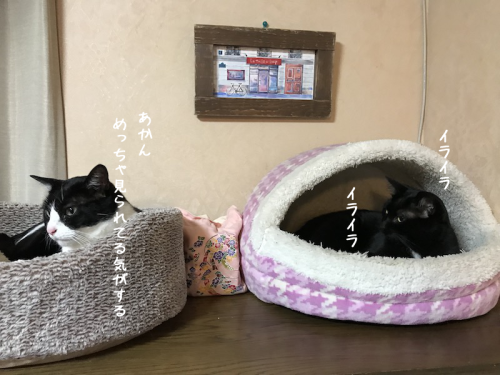a0216583_23395505.png