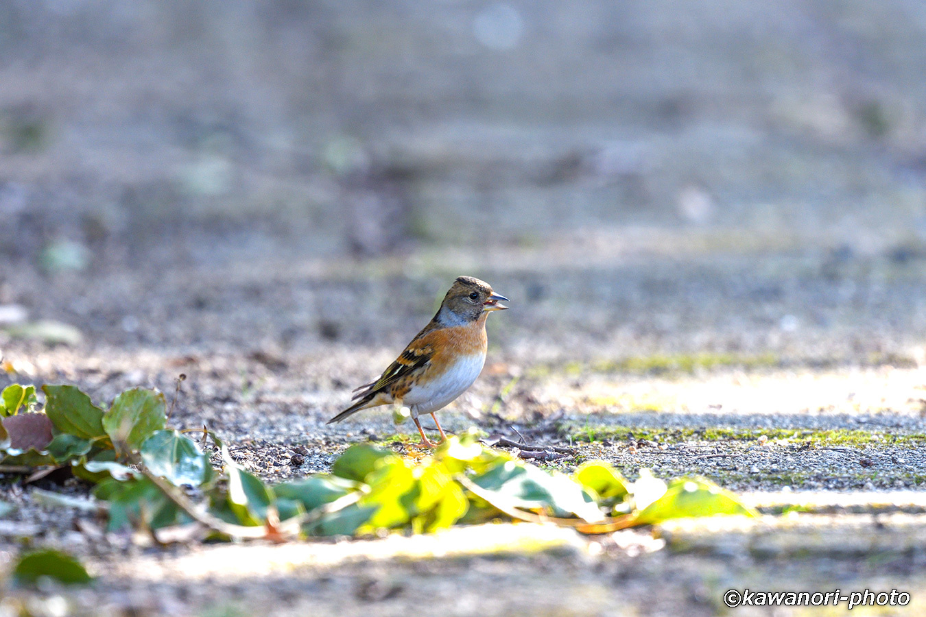 新年初鳥撮り_d0146295_19523833.jpg