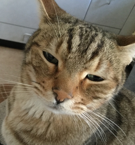 また やって来た ・・・_e0358096_16283894.jpeg