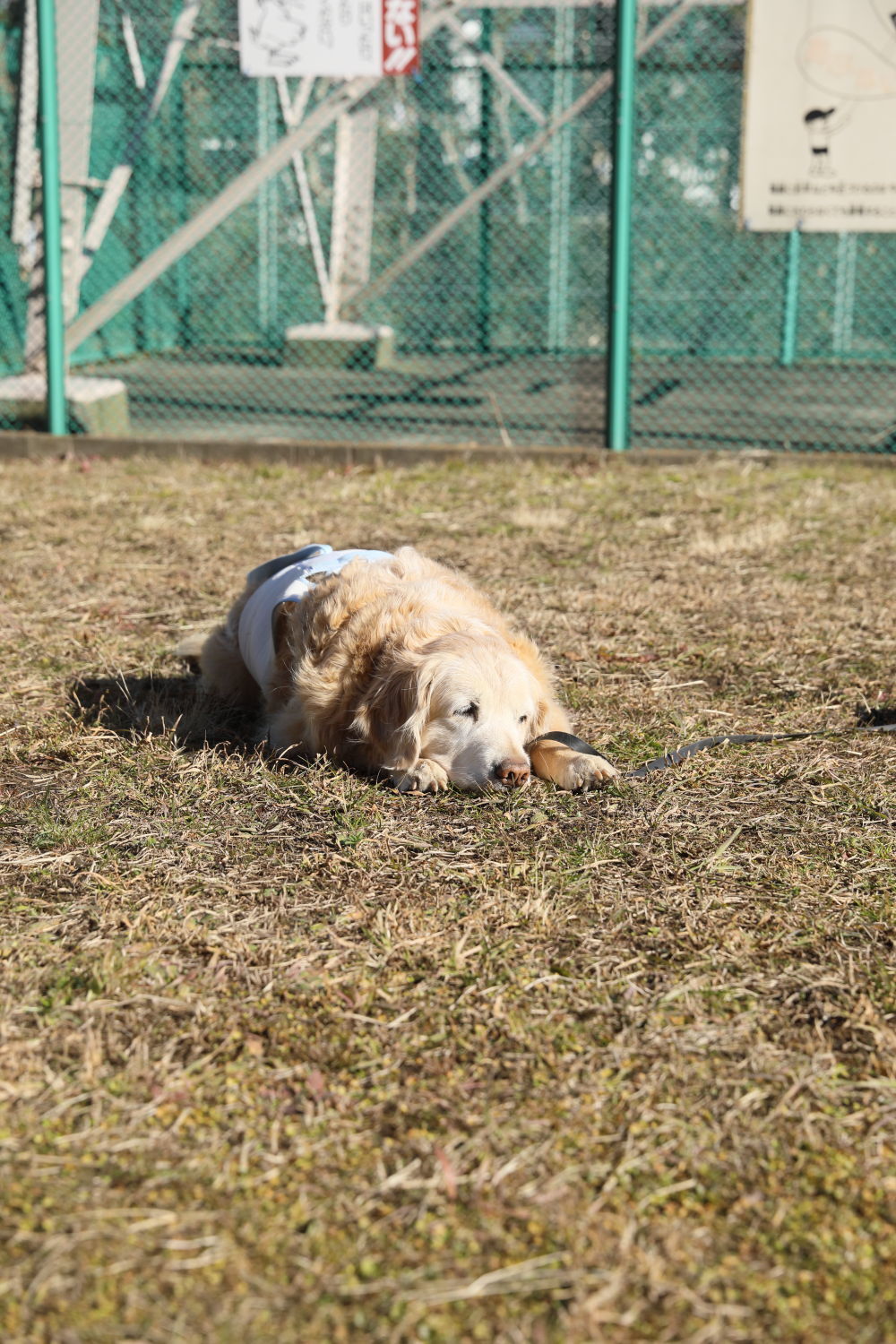 √ 犬 食ふん いつまで 420717犬 食ふん いつまで 荼毘 アニメ画像