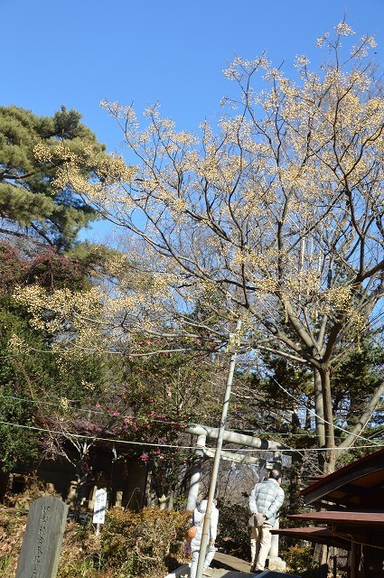 狭山公園にある氷川神社へ_c0124100_15250556.jpg