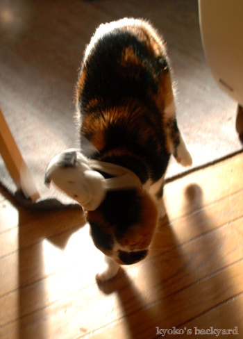 偽スヌーピーと猫 その3_b0253205_04132379.jpg