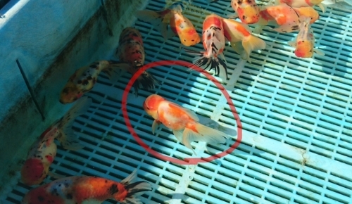 年末に迎えた金魚は。_b0298605_14110726.jpg