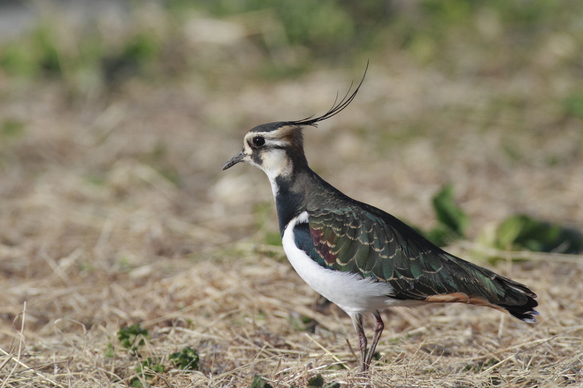 タゲリ 光沢感を _f0369315_17075575.jpg