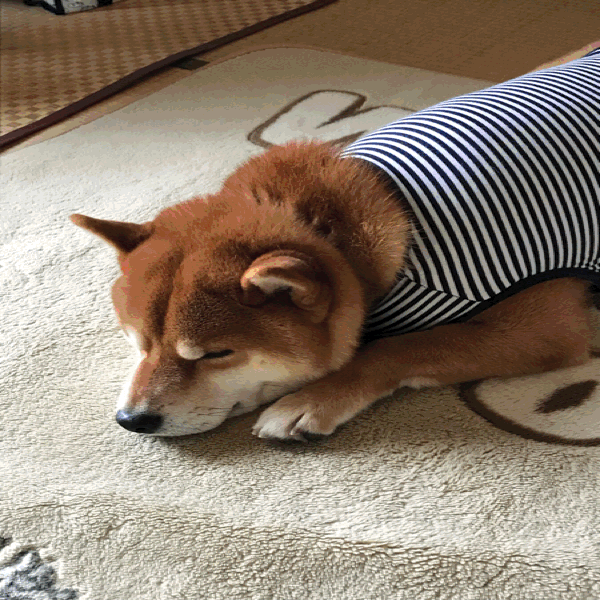 f0223234_20003040.gif