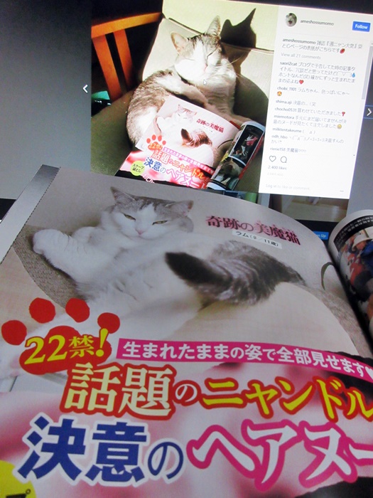 【「アメショっす!」のラムちゃんが「週ニャン大衆」の袋とじに登場】_b0009849_1823730.jpg