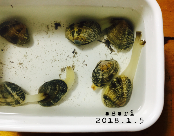 お年玉であさり？！ & 後日論_a0153850_20121770.jpeg