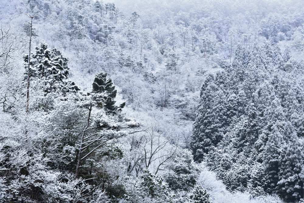 雪景色 1　　　京都府_d0286954_17372582.jpg