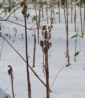 e0004756_19351330.jpg