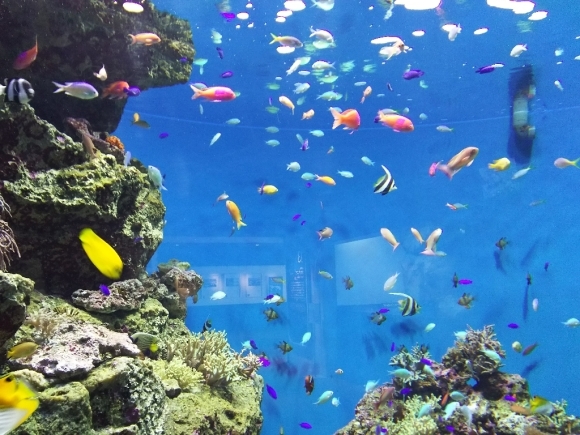 宮城 仙台うみの杜水族館_f0321656_12025662.jpg