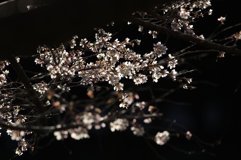 冬桜♪_a0167759_16322844.jpg