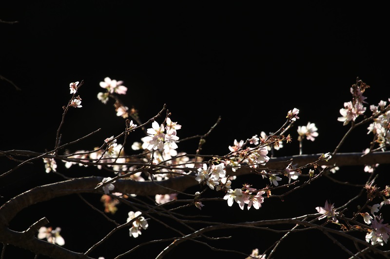 冬桜♪_a0167759_1632655.jpg