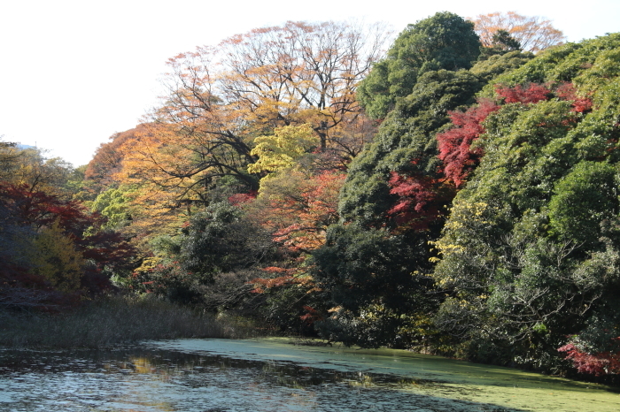 皇居乾通り、通り抜け～2017　３_d0152261_22202620.jpg