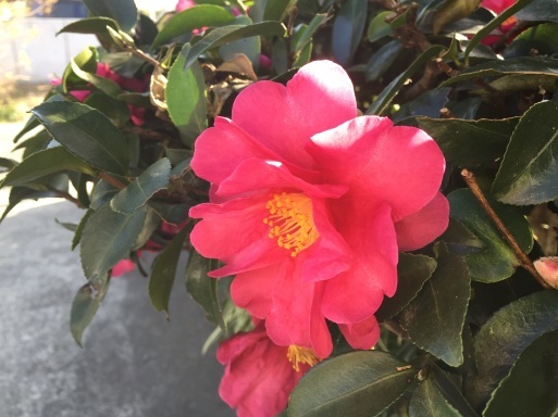f0170173_11382791.jpeg