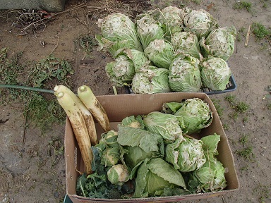 c0187298_20442390.jpg