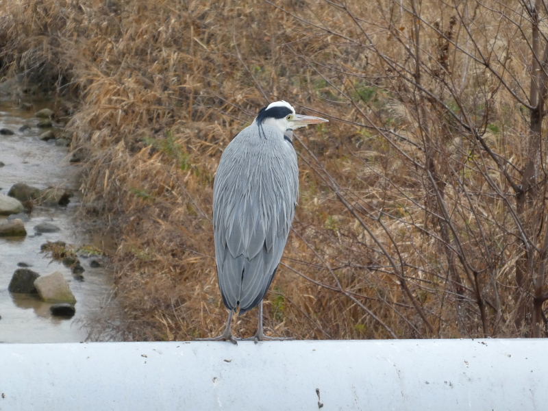 住吉川河口付近・ホシハジロ・コサギ・ユリカモメ・アオサギ_d0261298_23465389.jpg