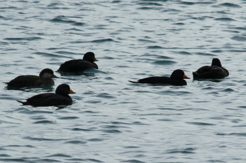 鳥見始め３(1/３日）の海ガモ　&思いがけないタヌキ_c0360399_10272456.jpg