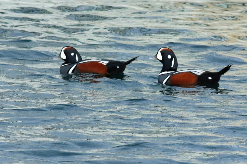 鳥見始め３(1/３日）の海ガモ　&思いがけないタヌキ_c0360399_10283379.jpg