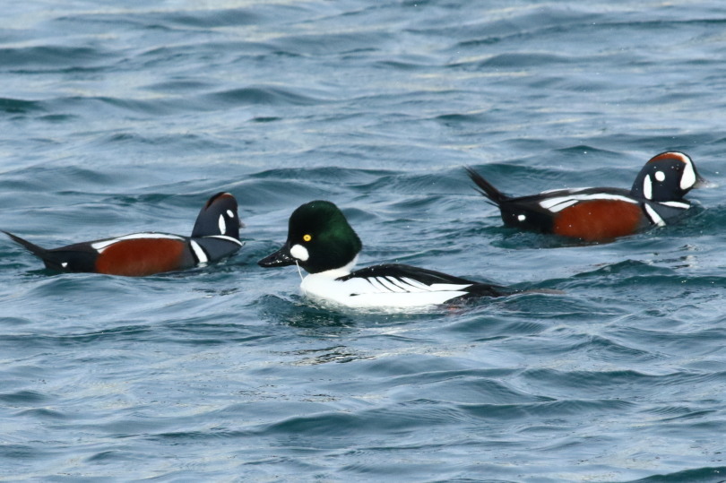 鳥見始め３(1/３日）の海ガモ　&思いがけないタヌキ_c0360399_10293673.jpg