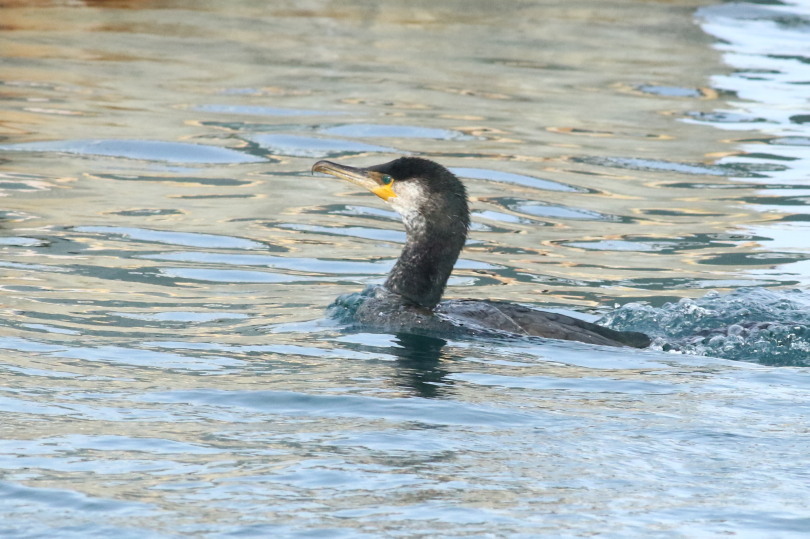 鳥見始め３(1/３日）の海ガモ　&思いがけないタヌキ_c0360399_10312659.jpg