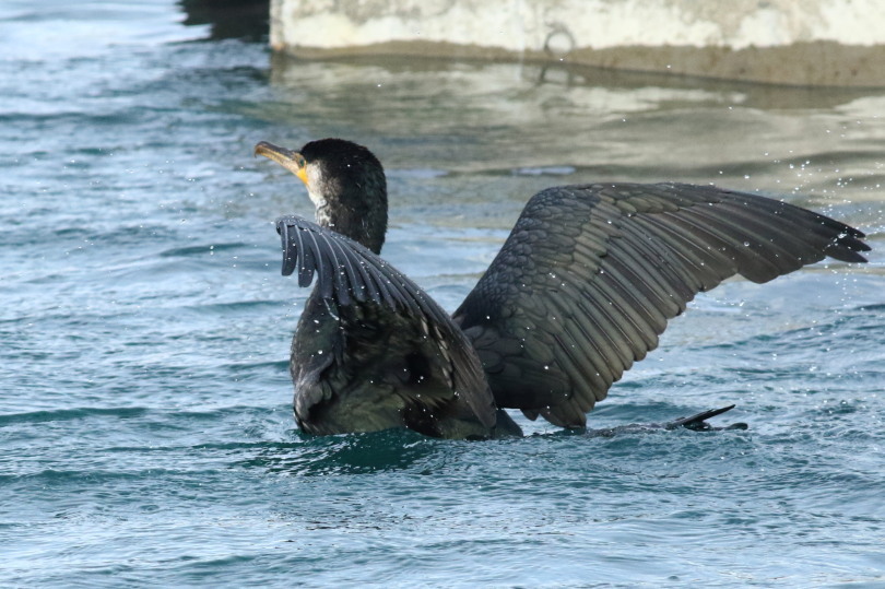 鳥見始め３(1/３日）の海ガモ　&思いがけないタヌキ_c0360399_10323152.jpg