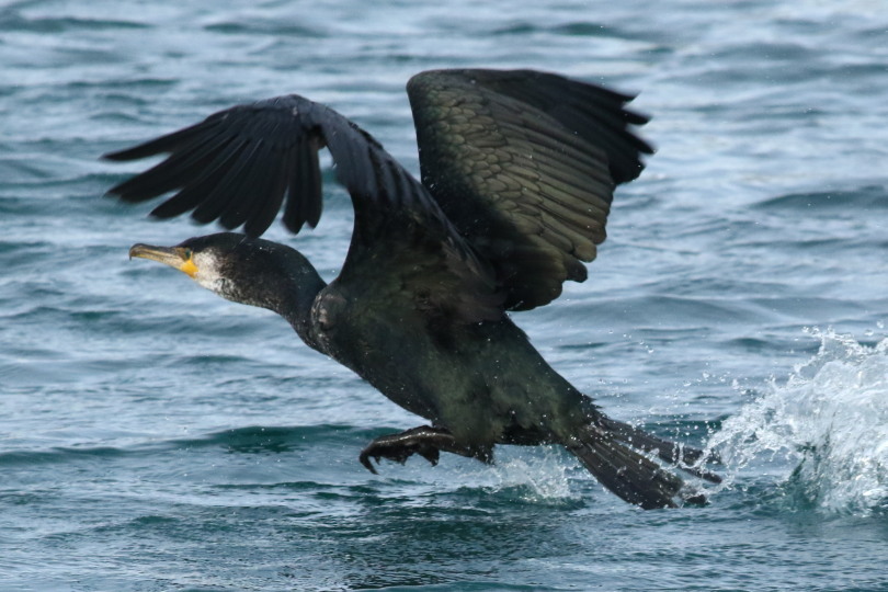 鳥見始め３(1/３日）の海ガモ　&思いがけないタヌキ_c0360399_10324122.jpg