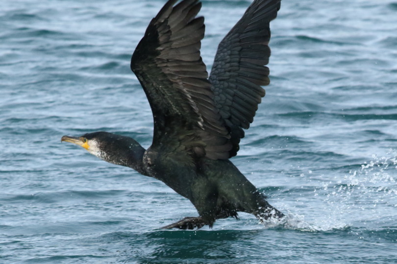 鳥見始め３(1/３日）の海ガモ　&思いがけないタヌキ_c0360399_10340648.jpg