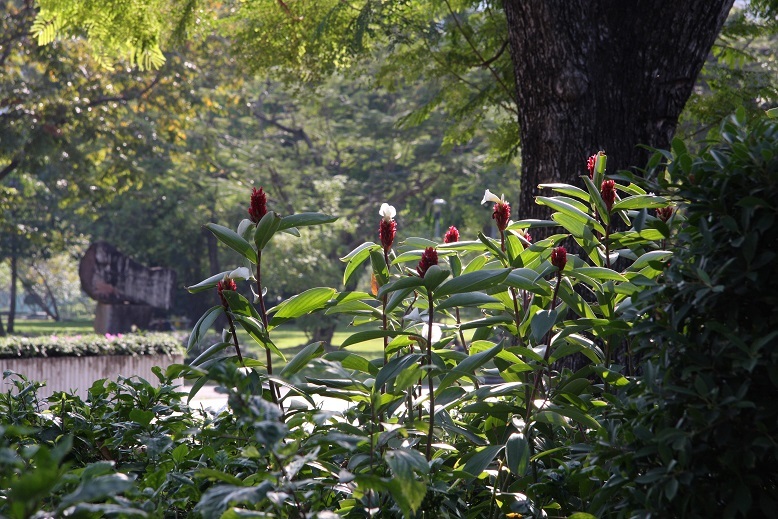 ルンピニー公園の、オオトカゲ　＊　バンコク旅_d0136804_21491351.jpg