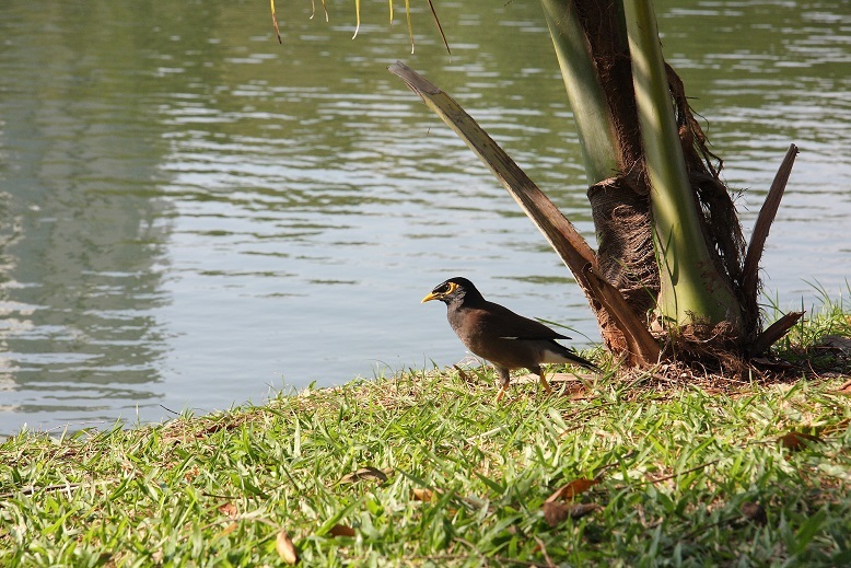 ルンピニー公園の、オオトカゲ　＊　バンコク旅_d0136804_21502681.jpg