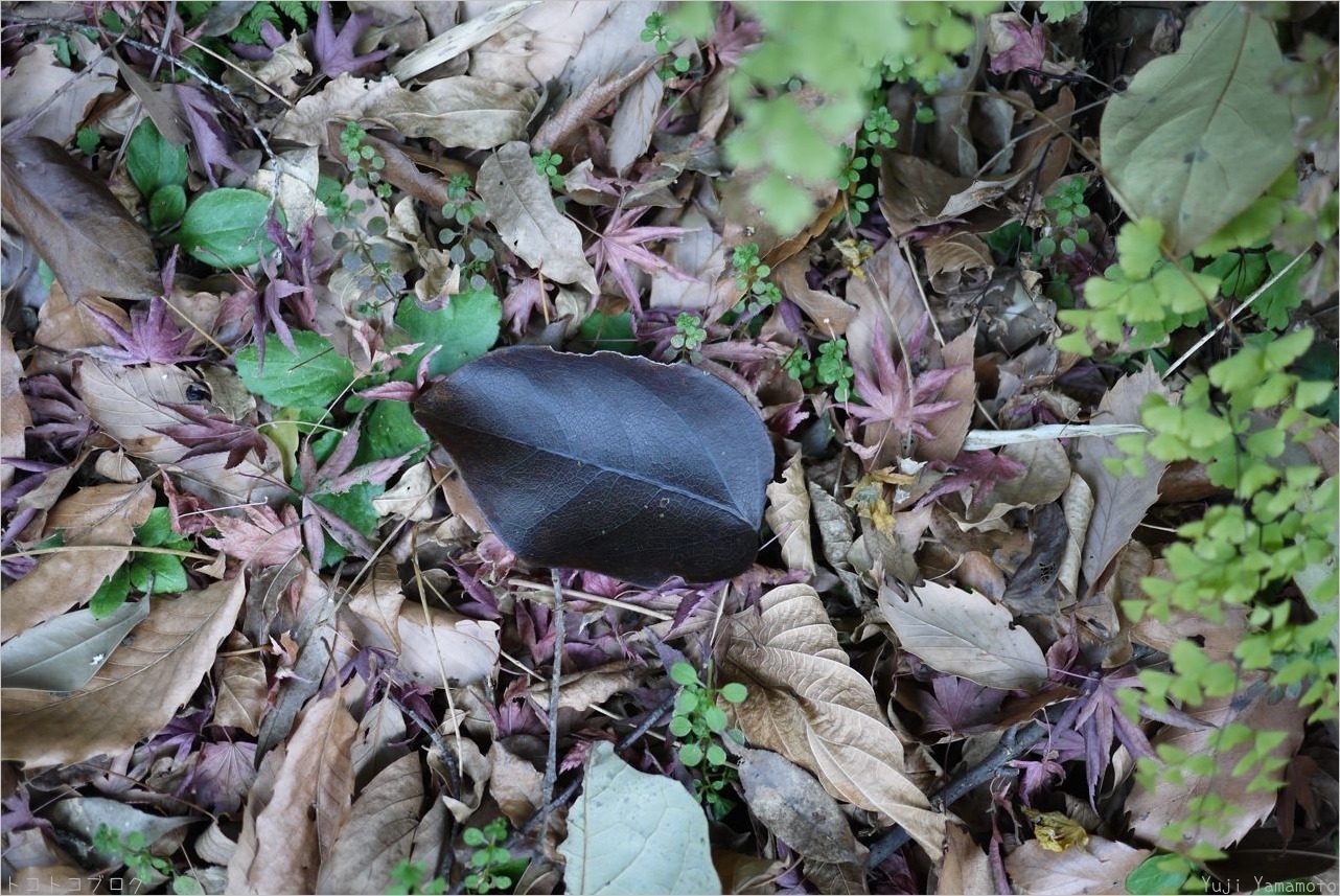 黒い葉っぱ トコトコブログ 黒い葉っぱ トコトコブログ