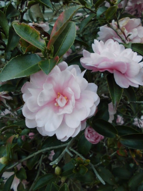 美しい竜の髭と山茶花のもつ花言葉 Natural Gardening