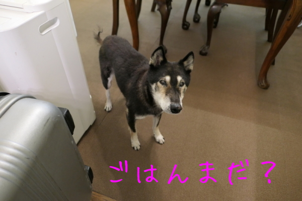 f0369014_11473188.jpg