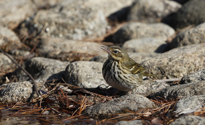 公園の水場で野鳥を待つ　ぞの1（８種）_f0239515_19275113.jpg