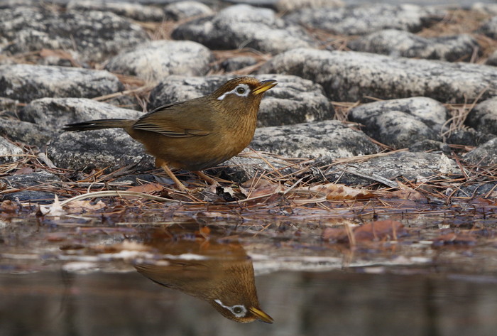 公園の水場で野鳥を待つ　ぞの2（4種）_f0239515_20144794.jpg