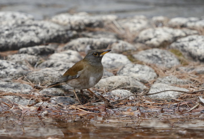 公園の水場で野鳥を待つ　ぞの2（4種）_f0239515_20233471.jpg