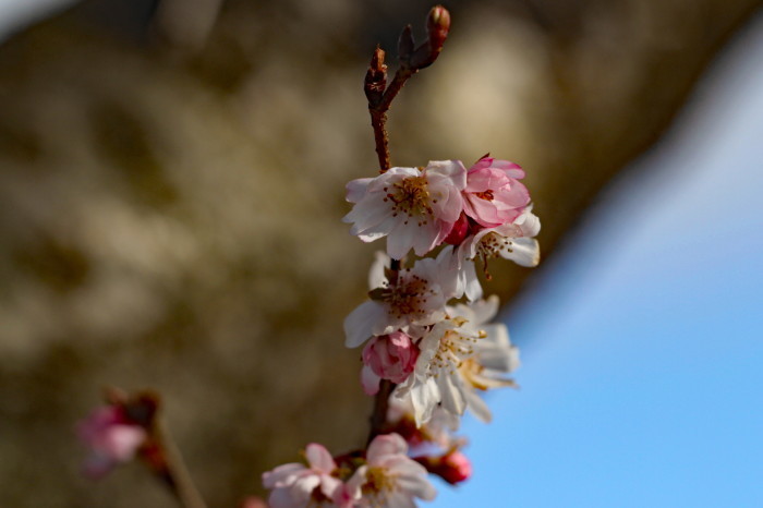 福島市渡利　「花見山公園」の花_d0106628_18033474.jpg