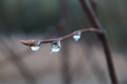 寒いのと、雨と_a0323131_10201780.jpg