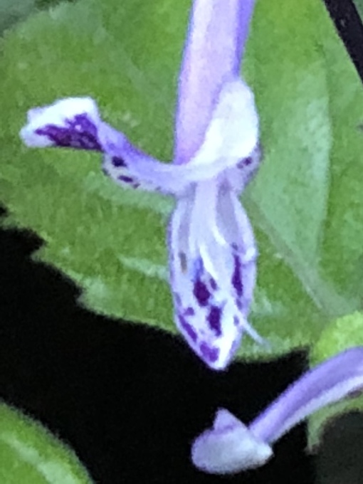 表が緑 裏は紫の葉の植物の種類 写真と短い文章 ５