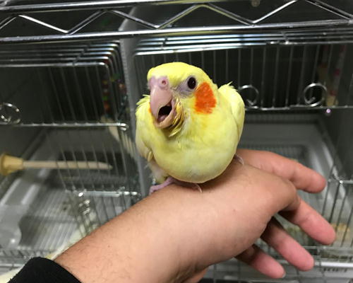 オカメインコルチノー　だいぶ大きくなりました(\'\'ω\'\')ノ_f0385970_21581880.jpg