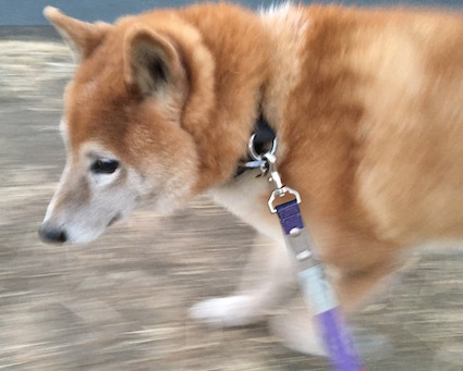男子たるもの アトリエkotori のほほん柴犬日和 男子たるもの アトリエkotori のほほん柴犬日和